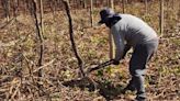 Multinacional logra que productor en Perú retire 110 hectáreas de uvas plantadas ilegalmente