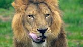 Simba the lion leaving Detroit Zoo after more than 10 years