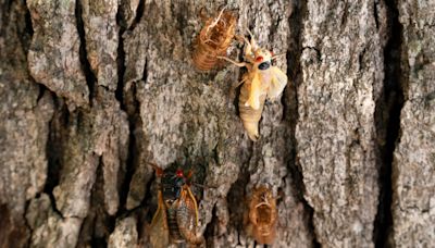 When will cicadas be gone in Illinois?