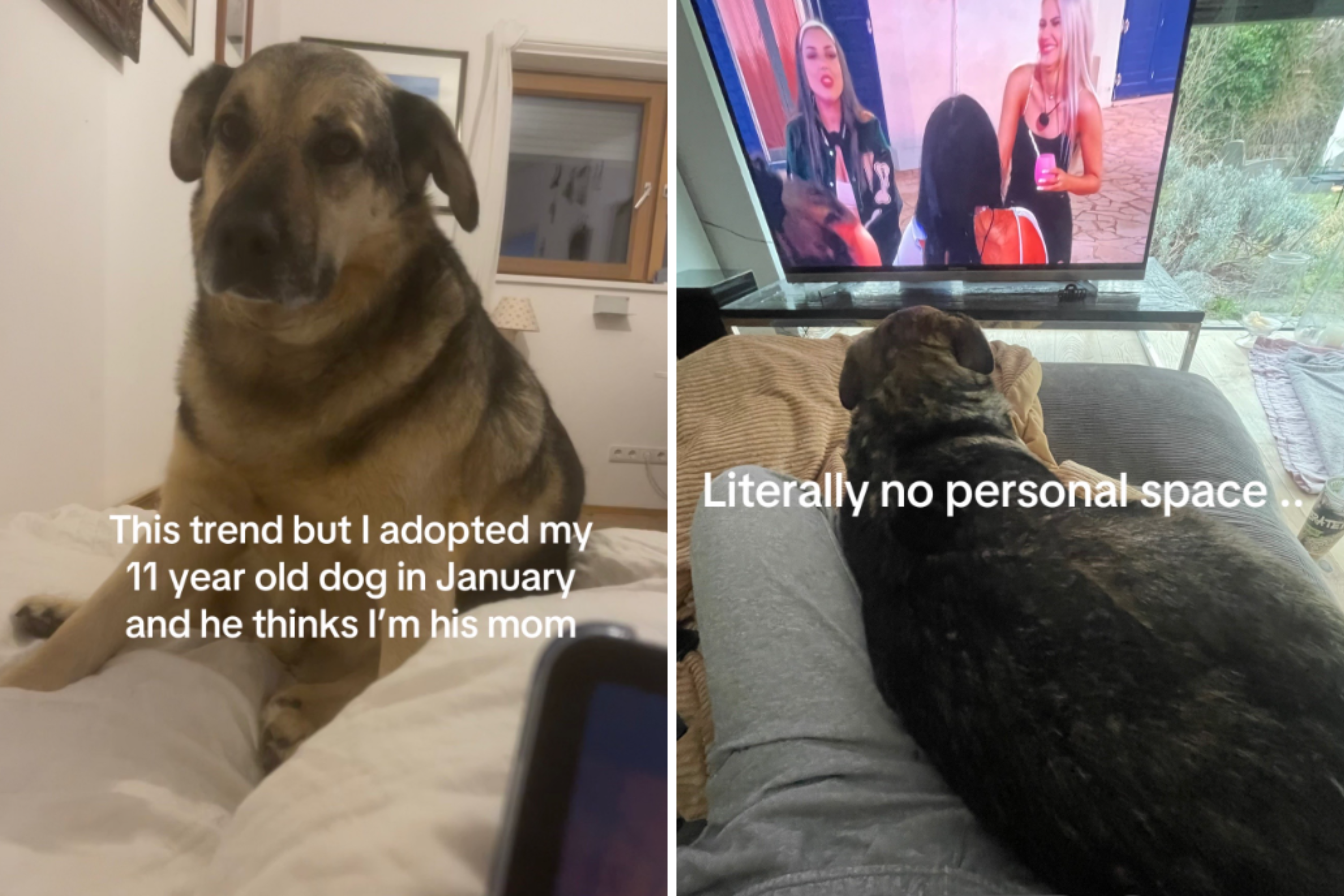 Watch what senior dog does first night after adoption: "Thinks I'm his mom"