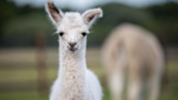 Newborn Alpaca Trying to Stand up for the First Time Has People Cheering