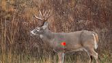 Where to Shoot a Deer