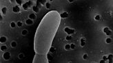 Los científicos crearon un microbioma humano desde cero