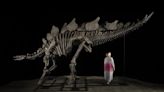 Esqueleto de dinosaurio Apex se vende por 44,6 millones, el precio más caro de la historia