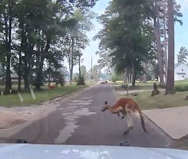 WATCH: Kangaroo takes Sunday stroll through Lufkin neighborhood