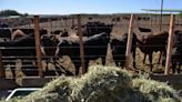 Las cinco opciones productivas que quieren competir con Vaca Muerta en Neuquén - Diario Río Negro