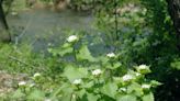 New garlic mustard aphid could fight the invasive plant