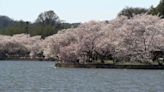 How to save when traveling to DC’s Cherry Blossom Festival this year