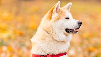 Revealed: 10 dog breeds that shed the most