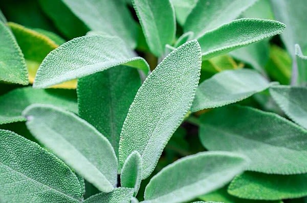 Sage advice: Plants can ease aches and pains | Northwest Arkansas Democrat-Gazette