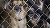 58 Puppies Rescued From 2 Fattening Farms for Dog Meat Trade