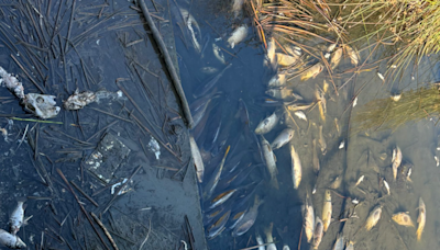 Why did 1,000 pounds of fish die in a Fremont Lake?