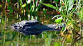 Watch out for gators and manatees. Spring makes these Florida native animals more active