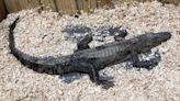 Alligator reeled in from East Tennessee lake taken to Florida animal park around 2 months later