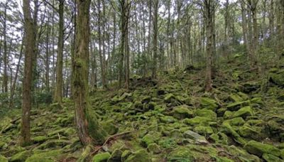 盛夏避暑好去處！大雪山國家森林遊樂區享涼爽與芬多精 - 寶島