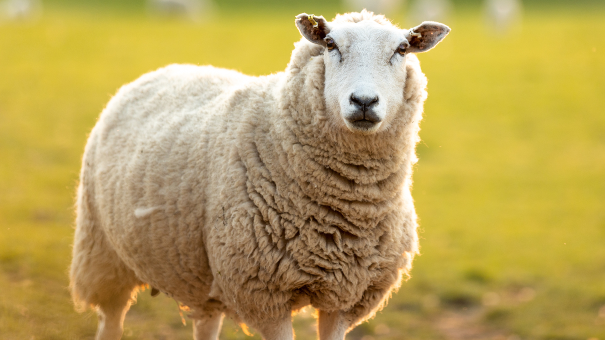 Sheep's Elation Over Basking in the Sunshine Serves As an Important Reminder