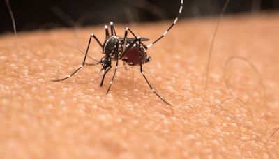 Italiener erkranken an Tropen-Virus - Was ist das Oropouche-Virus und wie gefährlich ist es?