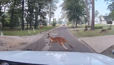 Kangaroos on the loose in Texas as police respond to amusing call