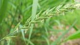 What Is Quackgrass? How to Kill It Fast Before It Takes Over Your Yard This Summer