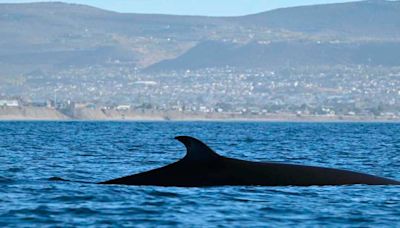 El épico regreso de las ballenas sei a la Patagonia: nace un destino de avistaje en la joya escondida de Chubut