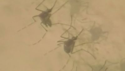 West Nile virus found in Hays County mosquito pools