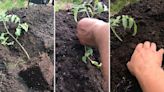 Gardener reveals genius hack for growing ‘monstrous’ tomato plants: ‘Why did I never think of this?’