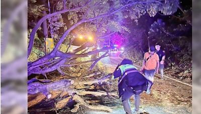 強颱山陀兒襲台！桃園「路樹倒塌」佔道阻通行 幸無人受傷