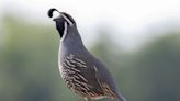 Which plants, trees attract California quail to your garden