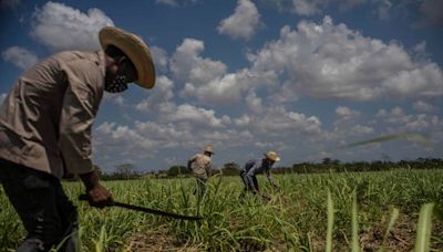 Cuba se verá obligada a importar azúcar tras una cosecha desastrosa