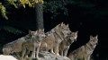 Gray wolves reintroduced to Colorado relocated within the state amid controversy