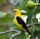 Eurasian golden oriole