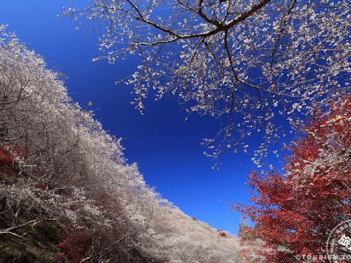 秋遊愛知豐田市 紅葉、櫻花同框不是夢