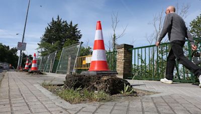 El concejal de Urbanismo de Pamplona, sobre los árboles de Beloso: "Nos disgusta haber tenido que hacer una intervención de este tipo"