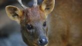 Pudú: nueva especie que habita en Perú y fue descubierta en América luego de 60 años