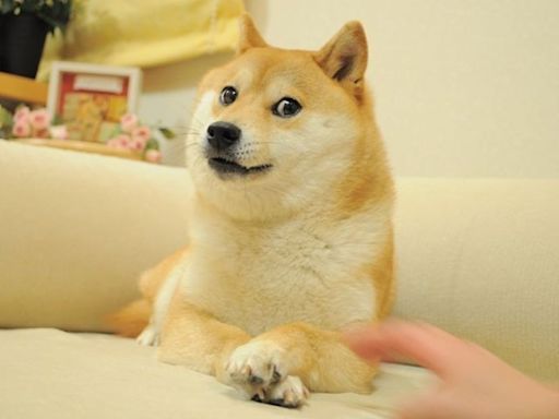 【悲報】你一定看過這狗狗迷因圖！ 柴犬主角「Doge」安詳離世享壽19歲 - 鏡週刊 Mirror Media