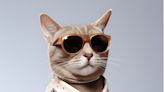 11 Cats and Dogs Who Have More Swag Than Their Pet Parents