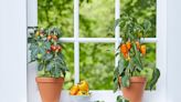 Grow your own salad bar on your windowsill