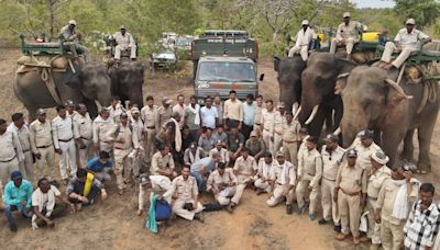 5 elephants, 140 forest officials and a tranquiliser dart — how a tiger that killed a man was caught