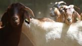 Inside the world of California's fire-reducing goats, a quirky but popular weapon against California's wildfire epidemic