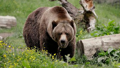 Surprise attack by grizzly leads to closure of a Grand Teton National Park mountain