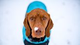 How to protect your dogs and cats in cold weather