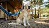 Dog Mom's List of Essential Safety Items for Traveling Is a Can't-Miss for Pet Parents