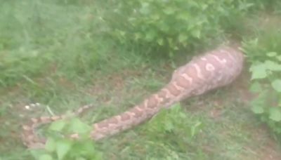 Odisha: 12-Ft-Long Python Enters Villa, Swallows Goat In Berhampur; Rescued By Forest Officials, Watch Shocking Video
