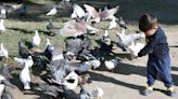 Does long-term exposure to pigeons pose health risks?