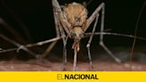 Catalonia warns of the spread of West Nile virus by mosquitoes: “It exists”