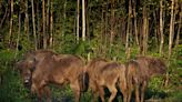 Bison take to new Kent woodland home in scheme to curb climate and nature crises