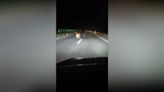 Rare Siberian tiger casually strolls in front of drivers in middle of the night in China