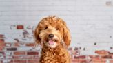 Bernedoodle's Shock and Confusion at Hearing a Harmonica for the First Time Is the Best