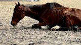 Goochland farm owner sentenced for abusing horses