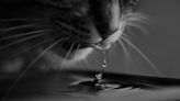 Is your cat not drinking water? Dehydration dangers